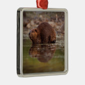 アメリカビーバー, Castor canadensis, の水泳 メタルオーナメント (右)