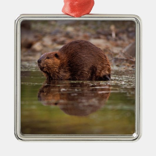 アメリカビーバー, Castor canadensis, の水泳 メタルオーナメント (正面)