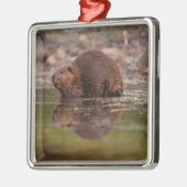 アメリカビーバー, Castor canadensis, の水泳 メタルオーナメント (左)