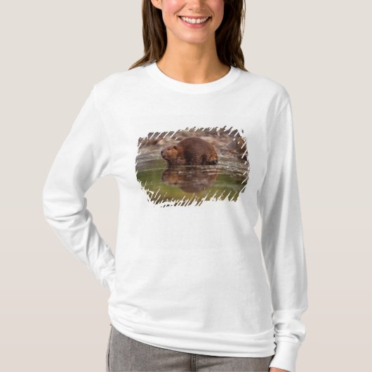 アメリカビーバー, Castor canadensis, の水泳 Tシャツ (正面)