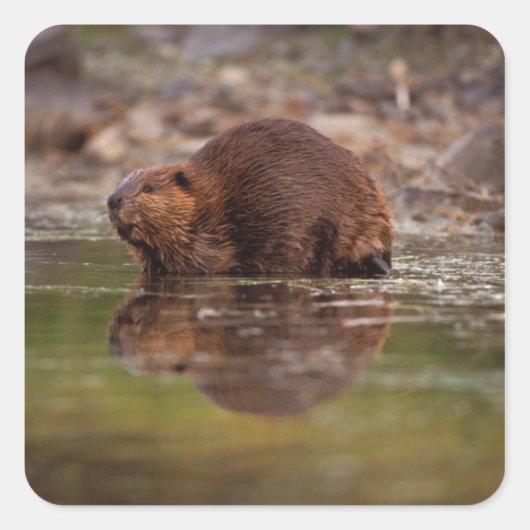 アメリカビーバー Castor canadensis の泳ぐ姿 スクエアシール (正面)