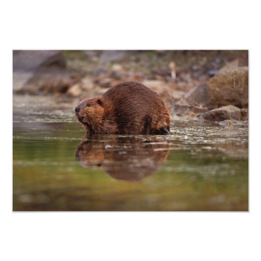 アメリカビーバー、Castor canadensis、水泳 フォトプリント (正面)