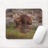アメリカビーバー、Castor canadensis、水泳 マウスパッド (マウス)