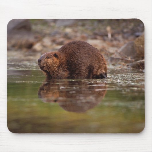 アメリカビーバー、Castor canadensis、水泳 マウスパッド (正面)