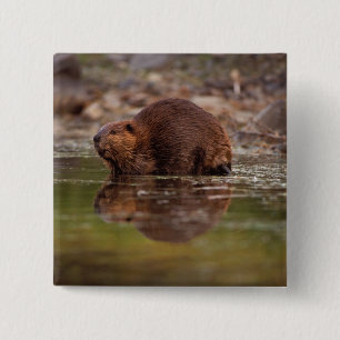 アメリカビーバー、Castor canadensis、水泳 缶バッジ