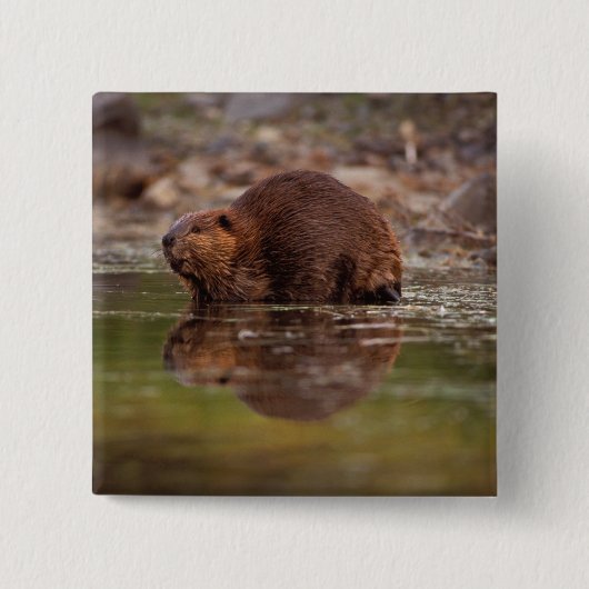 アメリカビーバー、Castor canadensis、水泳 缶バッジ (正面)