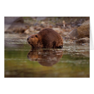 アメリカビーバー、Castor canadensis、水遊び