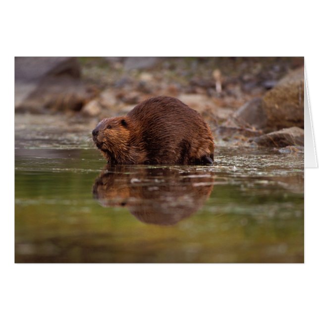 アメリカビーバー、Castor canadensis、水遊び (正面横)
