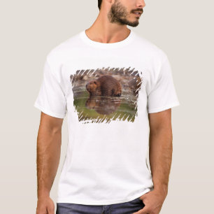 アメリカビーバー、Castor canadensis、水遊び Tシャツ