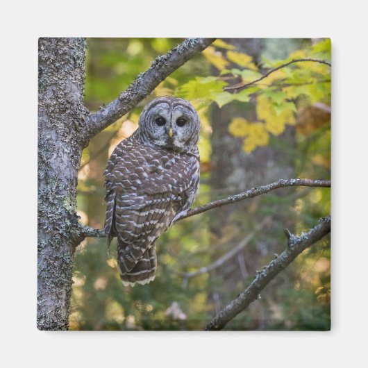 アメリカフクロウと秋 | アルジャー郡, ミシガン州 マグネット (正面)