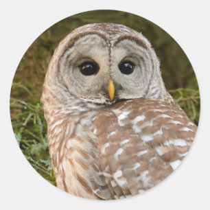アメリカフクロウの円形のステッカー ラウンドシール