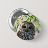 アメリカフクロウの凝視 缶バッジ (正面&裏面)