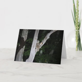 アメリカフクロウの挨拶状、ブランク中 カード