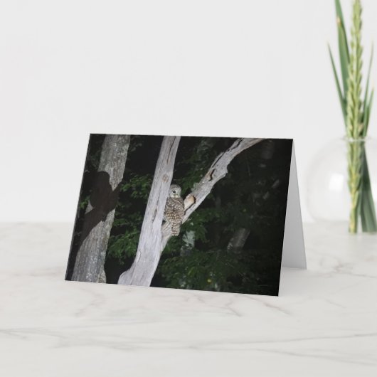 アメリカフクロウの挨拶状、ブランク中 カード (正面)