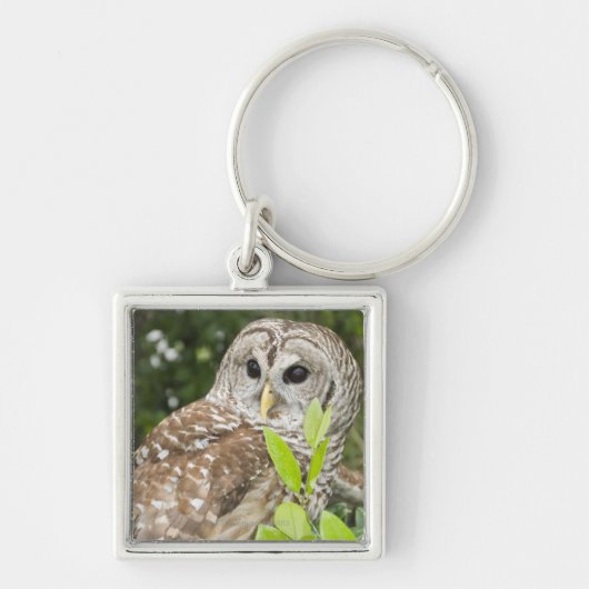 アメリカフクロウ キーホルダー (正面)