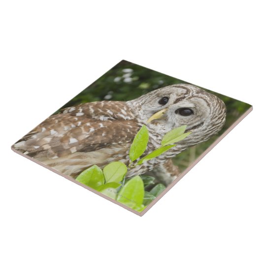 アメリカフクロウ タイル (側面)