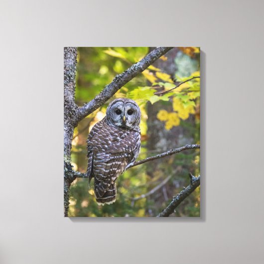 アメリカフクロウ(Barred Owl)秋の姿 | ミシガン州アルジャー郡 キャンバスプリント (正面)