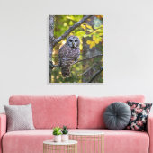 アメリカフクロウ(Barred Owl)秋の姿 | ミシガン州アルジャー郡 キャンバスプリント (インサイチュ (リビング))