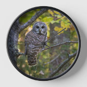 アメリカフクロウ(Barred Owl)秋の姿 | ミシガン州アルジャー郡 壁時計 (正面)