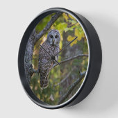 アメリカフクロウ(Barred Owl)秋の姿 | ミシガン州アルジャー郡 壁時計 (傾斜)
