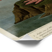 アメリカフラミンゴ ポスター (コーナー)