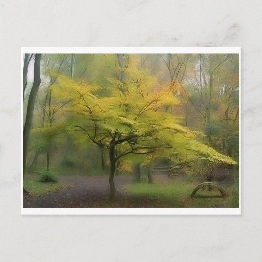 アメリカブナ ポストカード (正面)