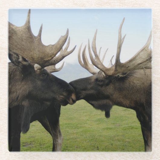 アメリカヘラジカ ガラスコースター (正面)