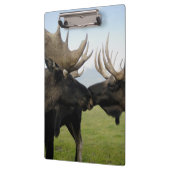 アメリカヘラジカ クリップボード (左)