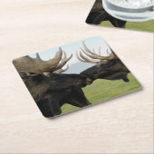 アメリカヘラジカ スクエアペーパーコースター (アングル)