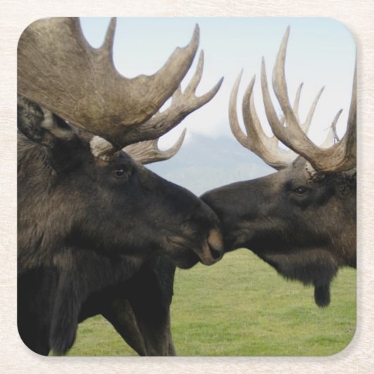 アメリカヘラジカ スクエアペーパーコースター (正面)