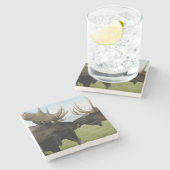 アメリカヘラジカ ストーンコースター (横)