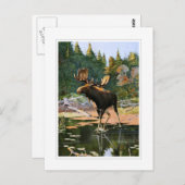 アメリカヘラジカ ポストカード (正面/裏面)