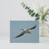 アメリカホワイトペリカンポストカード ポストカード (スタンド正面)