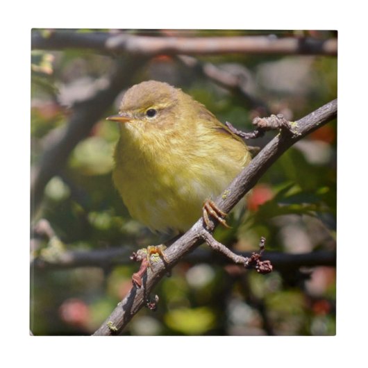 アメリカムシクイのタイルかTrivet タイル (正面)