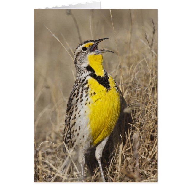 アメリカムシクイ (Strunella neglecta) (正面)