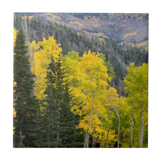 アメリカヤマナラシ (Populus Tremuloides) と針葉樹 2 タイル (正面)
