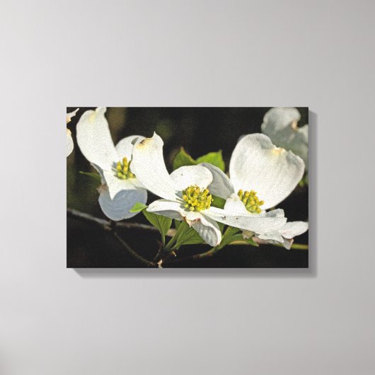 アメリカヤマボウシの花 Cornus florida キャンバスプリント (正面)