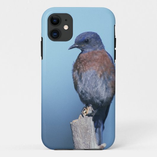 アメリカルリツグミ Case-Mate iPhoneケース (裏面)