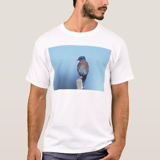 アメリカルリツグミ Tシャツ (正面)