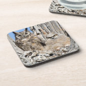 アメリカワシミミズクおよびOwlet コースター (左側)