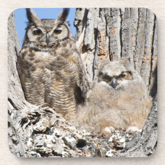 アメリカワシミミズクおよびOwlet コースター (正面)