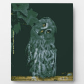 アメリカワシミミズクのプレート フォトプラーク (正面)