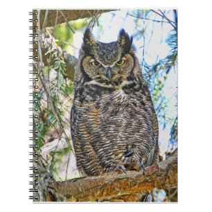 アメリカワシミミズクの凝視 ノートブック