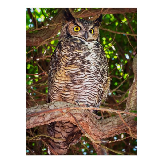 アメリカワシミミズクの壁掛けアート | 野生の鳥のプリント ポスター (正面)