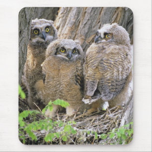 アメリカワシミミズクの家族 (Bubo virginianus) マウスパッド