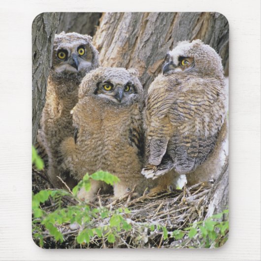 アメリカワシミミズクの家族 (Bubo virginianus) マウスパッド (正面)