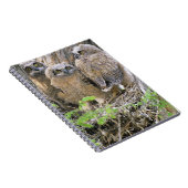 アメリカワシミミズクの幼鳥の家族 (Bubo virginianus) ノートブック (右側)