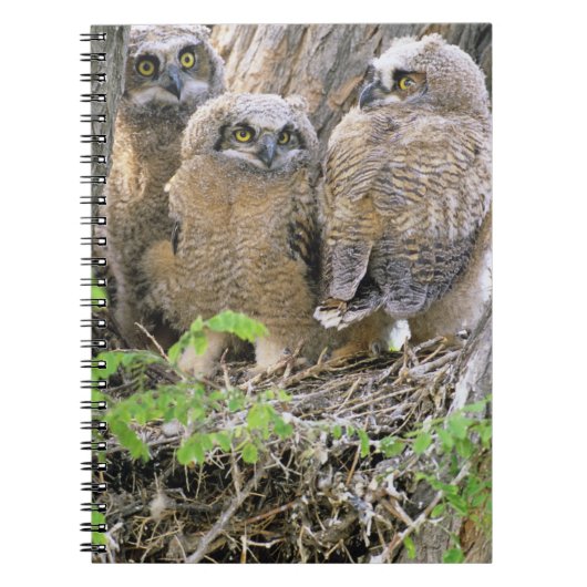 アメリカワシミミズクの幼鳥の家族 (Bubo virginianus) ノートブック (正面)