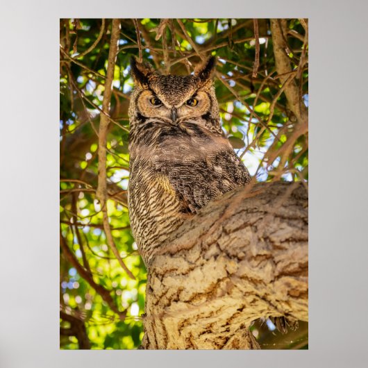 アメリカワシミミズクの野生の壁掛けアート写真プリント ポスター (正面)