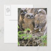 アメリカワシミミズクの雛たち (Bubo virginianus) ポストカード (正面/裏面)